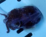ミミイカと彩り野菜のサラダ作り方1写真