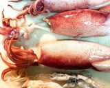 ボイルイカと白ネギのぬたψ作り方3写真