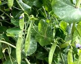簡単おつまみ!キヌサヤの生ハム巻き作り方1写真