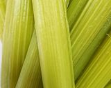 秋田フキの油炒め作り方4写真
