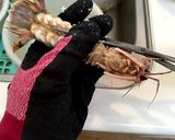 宮城名物 シャコ飯作り方3写真
