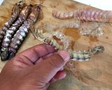 宮城名物 シャコ飯作り方7写真