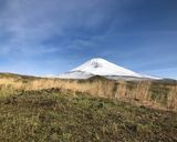 ワラビの天ぷら作り方1写真