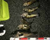 メバルと黒ソイのお刺身作り方1写真