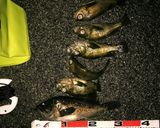 メバルと黒ソイの昆布締め作り方1写真