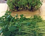 本場の味！清炒豆苗（豆苗の炒め物）作り方1写真