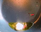 美味しい〜簡単!ボンゴレ スパゲティ作り方6写真