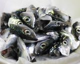 サバっ子の生首揚げ 釣ったらコレ!作り方4写真