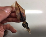 干しほたるいかの炊き込みご飯作り方1写真