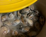 ボストンクラムチャウダー作り方3写真