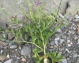 ハマダイコンの塩茹で作り方1写真