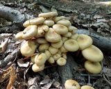 ハチク（破竹、淡竹）、キノコの味噌汁作り方4写真