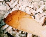 鮭のホイル焼き❤きのこのマヨソースがけ作り方4写真
