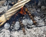 BBQに！丸焼き玉ねぎ作り方2写真