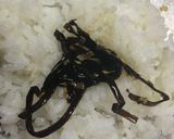 妄想周ちゃんごはん・昆布のおにぎり作り方1写真