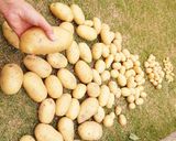 ホクホク！小芋のガーリックバター作り方6写真