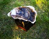 キャンプでバーナー焼き牡蠣作り方2写真