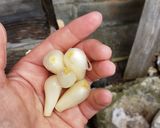 簡単　らっきょう漬　下ごしらえ作り方1写真