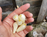 簡単　らっきょう漬　下ごしらえ作り方1写真