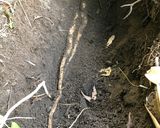 山芋 自然薯が入ったふわふわ卵焼き作り方4写真
