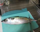 おいしい★しめ鯖作り方1写真