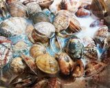 オレガノ風味のあさりとアスパラ炒め作り方4写真