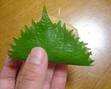 しっとり！胸肉のつくね青じそ巻き揚げ作り方3写真