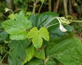 エビヅルの新芽とユキノシタの天ぷら作り方1写真