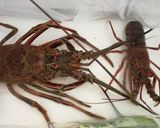 ★伊勢海老まるごと★刺身、焼き、味噌汁作り方1写真