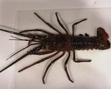 ★伊勢海老まるごと★刺身、焼き、味噌汁作り方2写真