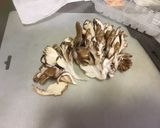 本物そっくり☆なんちゃってカキフライ作り方1写真