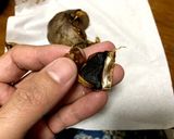 高井式黒ニンニク作り方15写真