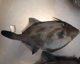 カワハギのとも和え作り方1写真