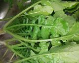 ご飯に合う☆葉大根の醤油漬け作り方2写真