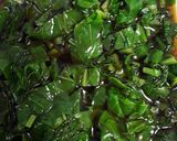 ご飯に合う☆葉大根の醤油漬け作り方5写真