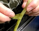 アクで手が汚れない!フキの下ごしらえ作り方3写真
