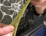 アクで手が汚れない!フキの下ごしらえ作り方4写真