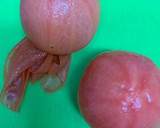 簡単おつまみ☆トマトの煮浸し！ひんやり作り方1写真