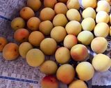 梅干し 塩漬け〜白梅干し作り方1写真