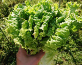 簡単&美味！レタスと卵とツナの味覇炒め☆作り方1写真