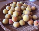 梅干し 塩漬け〜白梅干し作り方7写真
