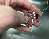 ハツ串(塩)作り方2写真