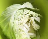 なんちゃってロールキャベツ風作り方1写真