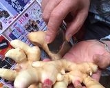 新しょうがの甘酢漬け作り方1写真