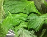 青じその醤油漬け作り方1写真