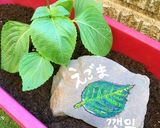 豚ももスライスでエゴマ巻き☆(ケンニプ)作り方10写真