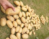 新じゃがのカニカマあんかけ作り方1写真