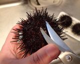ウニの剥き方作り方2写真