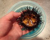 ウニの剥き方作り方5写真