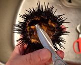 ウニの剥き方作り方4写真